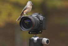 Canon EOS R6 Mark III