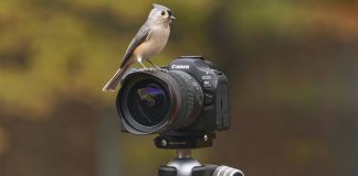 Canon EOS R6 Mark III