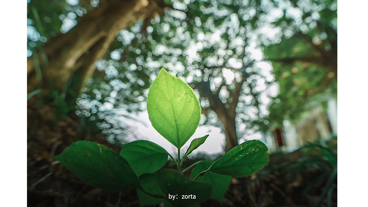 Sample image from 7Artisans AF 10mm F2.5 Max fisheye prime lens