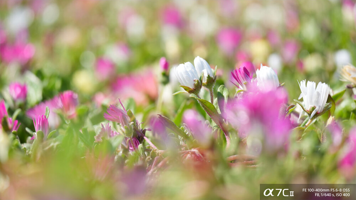 Sample image of a field of flowers take with Sony FE 100-400mm F5.6-8 OSS super-telephoto zoom