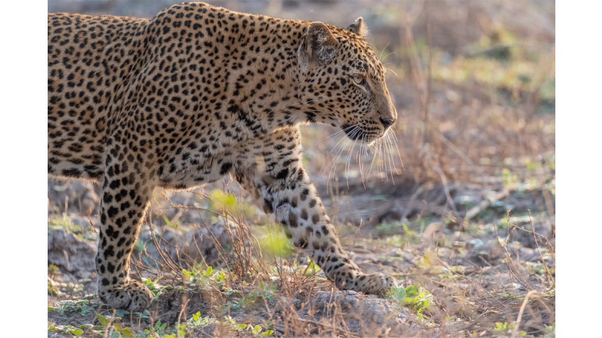 Sample image of leopard taken by Ian Dawson(UK) using the Fujinon XF400mm lens