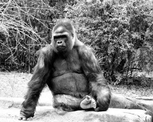 What is "Guerrilla Filmmaking?"